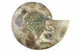 Cut & Polished Ammonite Fossil (Half) - Madagascar #341205-1